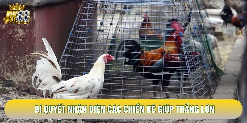 Bí quyết nhận diện các chiến kê giúp thắng lớn Bí quyết nhận diện các chiến kê giúp thắng lớn