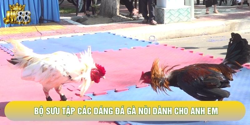 Bộ sưu tập các dáng đá gà nòi dành cho anh em Bộ sưu tập các dáng đá gà nòi dành cho anh em