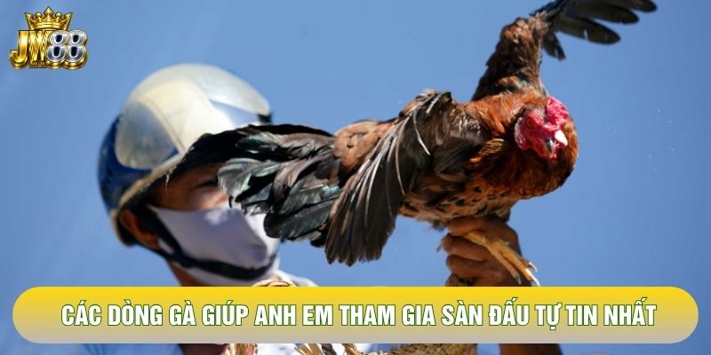 Các dòng gà giúp anh em tham gia sàn đấu tự tin nhất Các dòng gà giúp anh em tham gia sàn đấu tự tin nhất