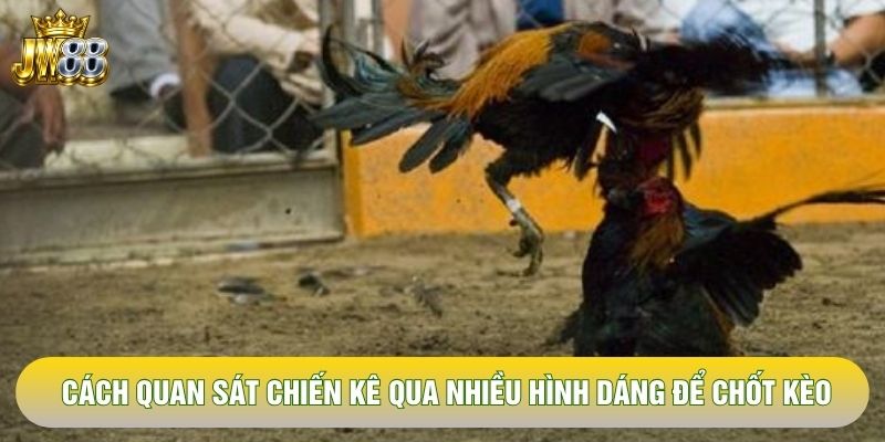 Cách quan sát chiến kê qua nhiều hình dáng để chốt kèo Cách quan sát chiến kê qua nhiều hình dáng để chốt kèo