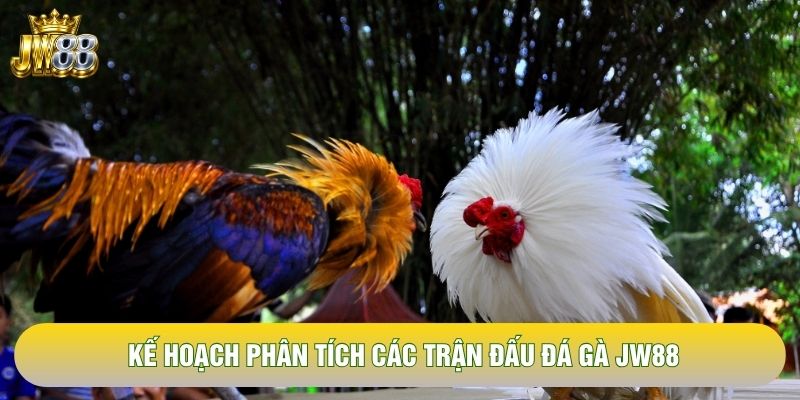 Kế hoạch phân tích các trận đấu đá gà JW88 Kế hoạch phân tích các trận đấu đá gà JW88