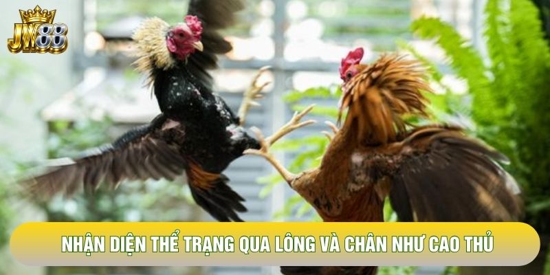 Nhận diện thể trạng qua lông và chân như cao thủ Nhận diện thể trạng qua lông và chân như cao thủ